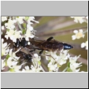 Coelichneumon cyaniventris - Schlupfwespe m01b 15mm - OS-Hellern Wiese det06.jpg